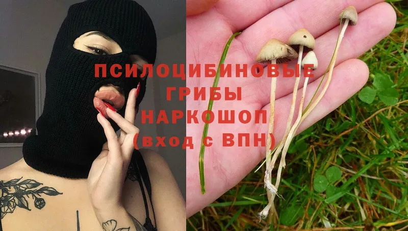 цены наркотик  Липецк  Псилоцибиновые грибы Cubensis 